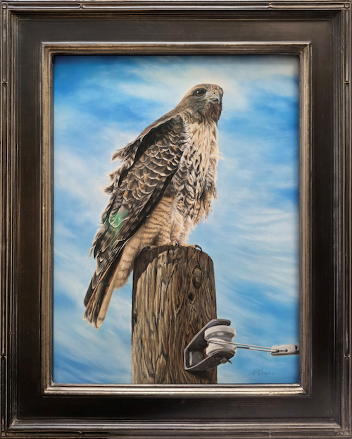 Click to view detail for Breezy - Red Tailed Hawk 24x15 $2200
